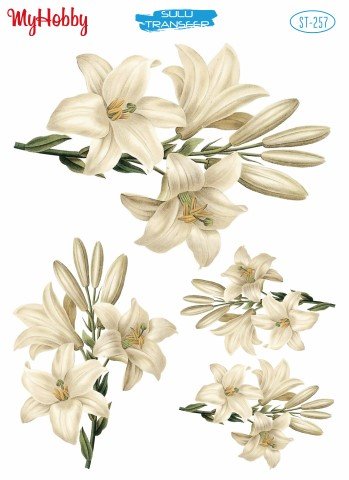 My Hobby Sulu Transfer 25*35 cm STB-257